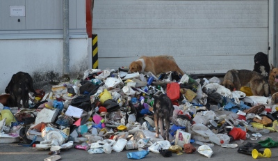 Εικόνες φρίκης με εκατοντάδες σκυλιά στη χωματερή της Ξάνθης