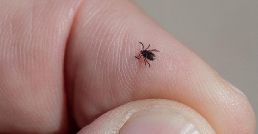 «Καμπανάκι» για την ασθένεια βορρελίωση που μεταδίδεται από τσιμπούρια - Πού έχει εξαπλωθεί η νόσος