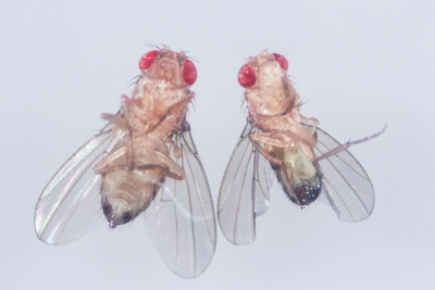 Γάλλοι επιστήμονες το επιβεβαιώνουν: Θεμελιώδης η ζάχαρη για την εδραίωση αναμνήσεων - Οι... μύγες το απέδειξαν