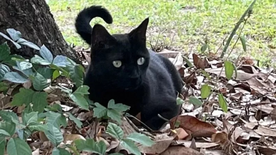 Ο γάτος σούπερ - κομάντο: Ο Pepper ανακάλυψε έναν νέο ιό! - Τι είναι ο Ορθορεοϊός θηλαστικών μυγαλής του Gainesville