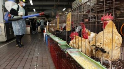 Συναγερμός στην Ισπανία: Πάνω από 130.000 κότες θανατώθηκαν λόγω ξεσπάσματος γρίπης των πουλερικών