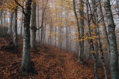 Απροστάτευτες οι «προστατευόμενες» περιοχές – Το τίμημα της περιβαλλοντικής αμέλειας από την κυβέρνηση Μητσοτάκη