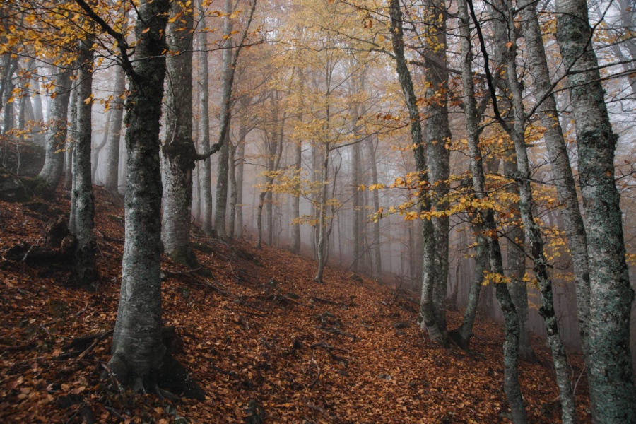 Απροστάτευτες οι «προστατευόμενες» περιοχές – Το τίμημα της περιβαλλοντικής αμέλειας από την κυβέρνηση Μητσοτάκη