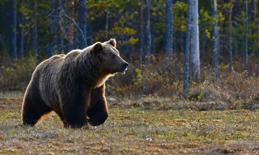 Αγωνία μετά την επίθεση αρκούδας στη Δράμα - Σώος ο ένας περιπατητής, αγνοείται αυτός που έπεσε σε χαράδρα, μάχη με τον χρόνο