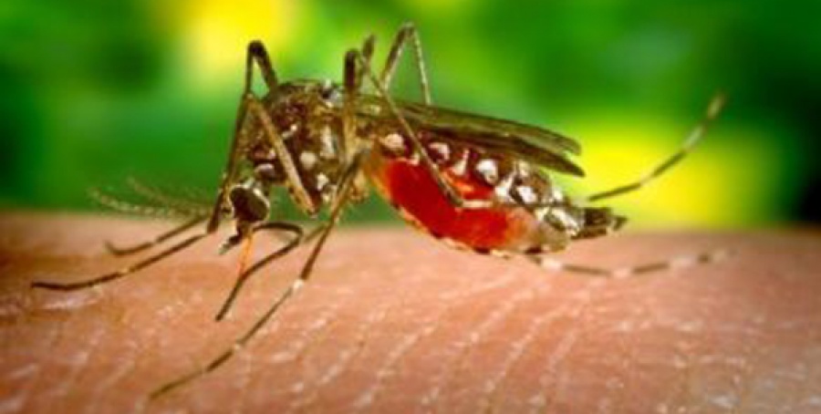 Ο Ιατρικός Σύλλογος Αθηνών ανησυχεί για την εμφάνιση νέων κρουσμάτων του ιού του Δυτικού Νείλου στην Ελλάδα