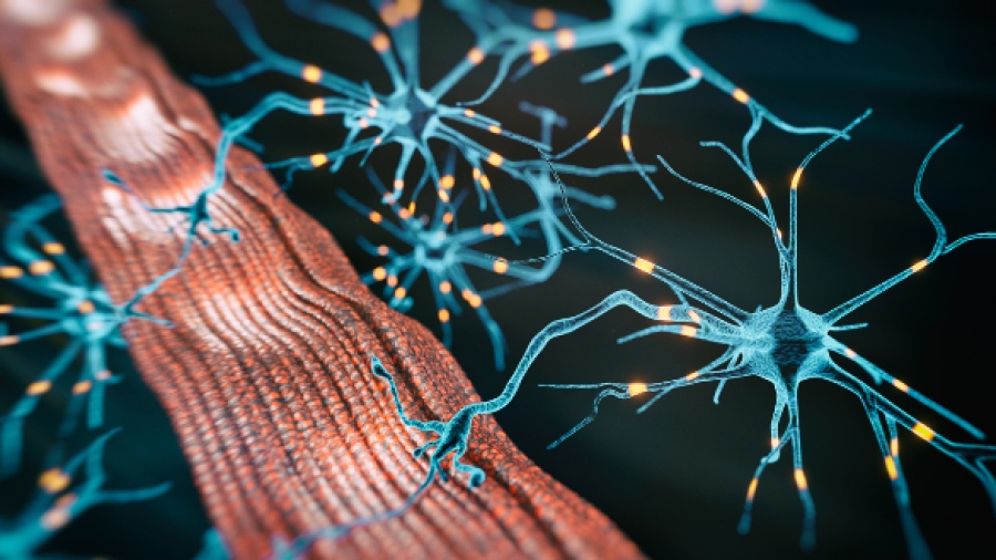 Αποκατάσταση παράλυσης προσωπικού νεύρου