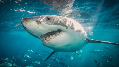 Τρομακτικό - Λευκοί καρχαρίες στήνουν ενέδρα και κατασπαράζουν σέρφερ