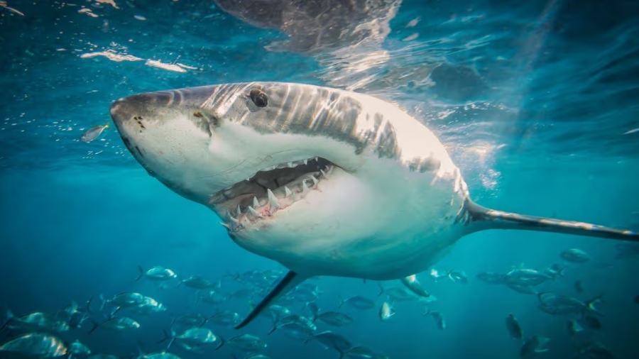 Τρομακτικό - Λευκοί καρχαρίες στήνουν ενέδρα και κατασπαράζουν σέρφερ