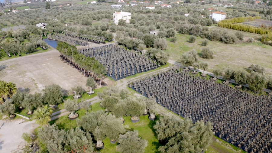 LAMDA Development: Γιγάντια επιχείρηση μεταφύτευσης 3.000 δέντρων στο Ελληνικό