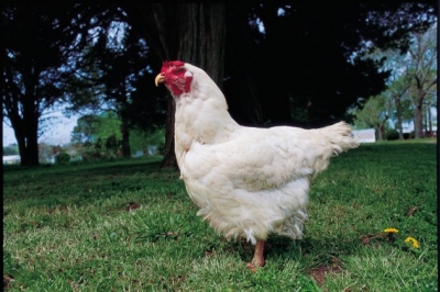 Ουγγαρία: Σφαγιάζονται πάνω από 100.000 κοτόπουλα μετά την εμφάνιση γρίπης των πτηνών