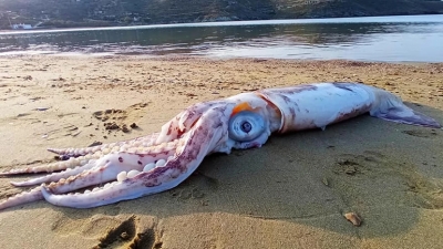 Τζιά: Η θάλασσα ξέβρασε γιγάντιο θράψαλο - Το μήκος του ξεπερνούσε το ένα μέτρο