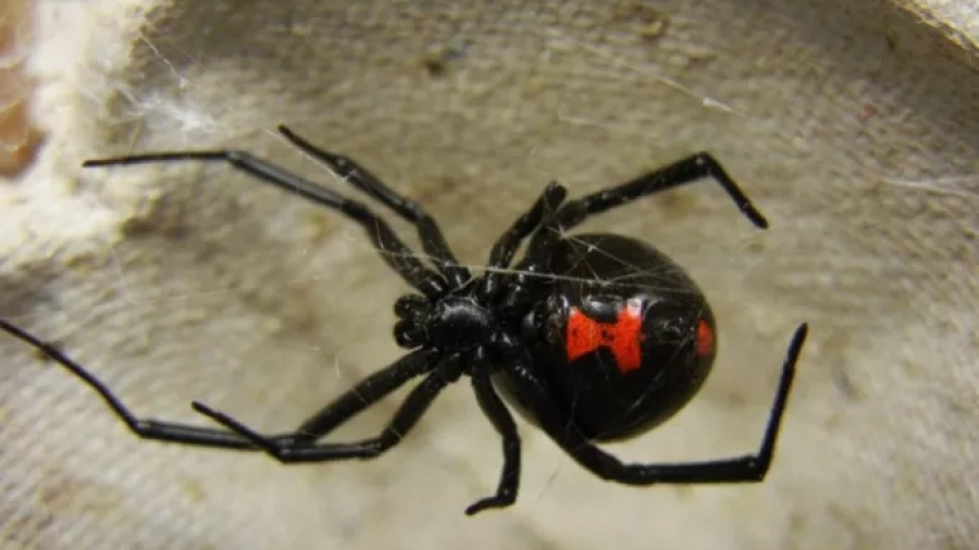 Τρόμος από τη «μαύρη χήρα» στα Τρίκαλα - Έκτακτη ενημέρωση για την επικίνδυνη αράχνη - Σφίγγει το σαγόνι, πρήζονται τα μάτια