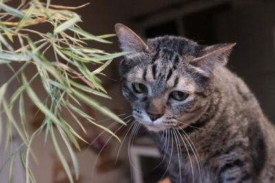 Αυστραλία: Σχέδιο για lockdown στις... γάτες - Τι συνέβη με την απαγόρευση κυκλοφορίας μέχρι τις 7 πμ.