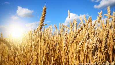 Shoigu (Ρωσία): Διάδρομοι για την εξαγωγή του ουκρανικού σιταριού – Εξάγει σιτηρά και η Zaporizhzhia
