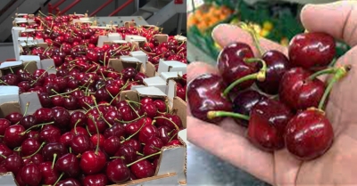 Στα ύψη η ακρίβεια: Κεράσια από «χρυσό» - Φτάνουν μέχρι και 18 ευρώ το κιλό