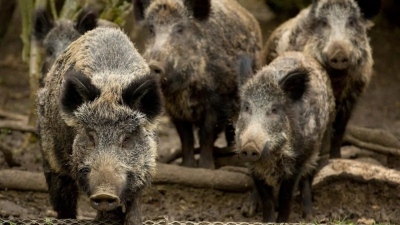 Ασύλληπτο - Οι Εσθονοί «σύμμαχοι» στέλνουν στον ουκρανικό στρατό... μολυσμένο κρέας για να περιορίσουν την πανώλη των χοίρων