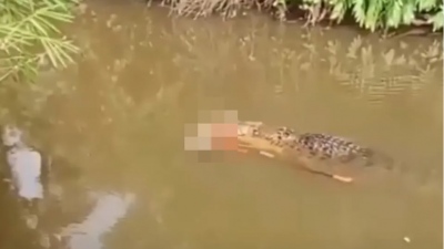 Τραγωδία στην Ινδονησία - Κροκόδειλος κατασπάραξε γυναίκα ενώ έψαχνε για μύδια (Vid)
