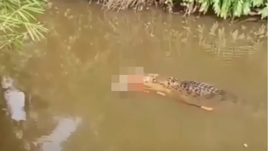 Τραγωδία στην Ινδονησία - Κροκόδειλος κατασπάραξε γυναίκα ενώ έψαχνε για μύδια (Vid)