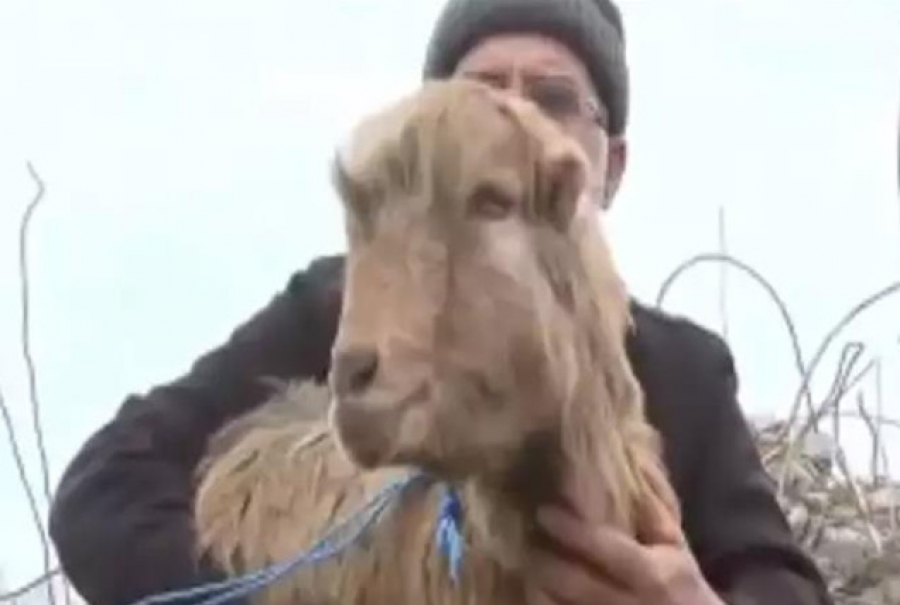 Βρέθηκε ζωντανή κατσίκα 47 ημέρες μετά τον φονικό σεισμό στην Τουρκία