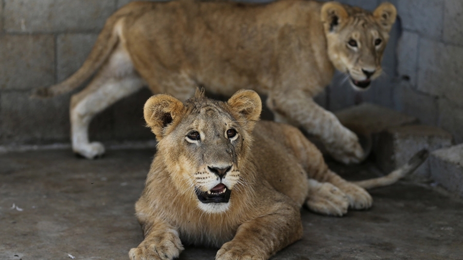 Λιοντάρι στην Ινδία πέθανε από κορωνοϊό