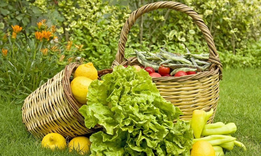 Από 28/2 και μέχρι τις 28/3 οι αιτήσεις για τη βιολογική καλλιέργεια