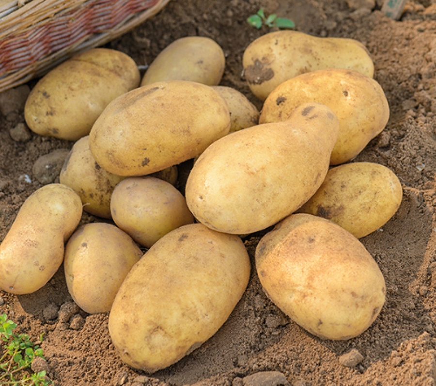 Τελικά ισχύει ότι η Ρωσία δημιουργεί μια τεχνητή έλλειψη πατάτας;