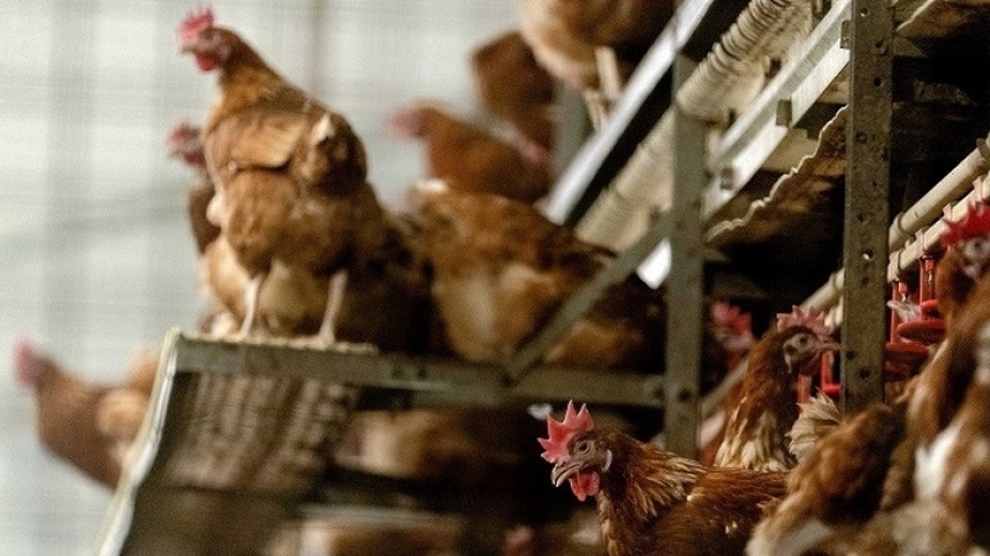 Τσεχία: Περίπου 80.000 κοτόπουλα θα θανατωθούν λόγω της γρίπης των πτηνών
