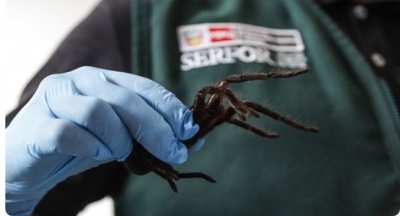 Τρόμος στο αεροδρόμιο - 320 δηλητηριώδεις ταραντούλες, 110 σαρανταποδαρούσες και άλλα ιοβόλα έντομα έκρυβε πάνω του άντρας