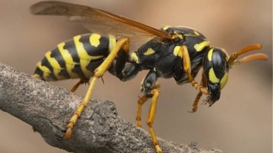 Πάτρα: Νεκρός 60χρονος μετά από τσίμπημα σφήκας