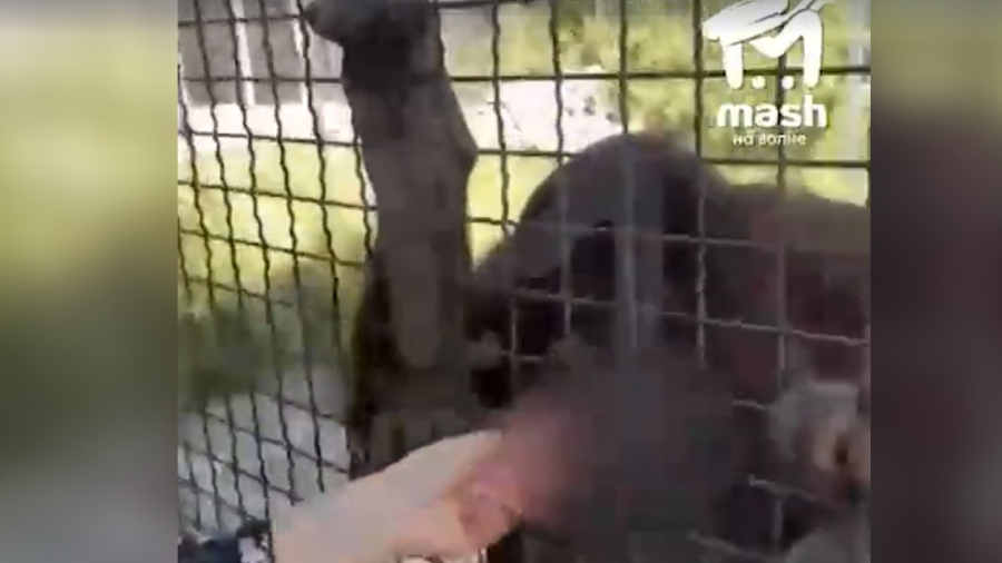 Φοιτήτρια δίνει ηλεκτρονικό τσιγάρο σε ουραγκοτάγκο για να δοκιμάσει (vid)