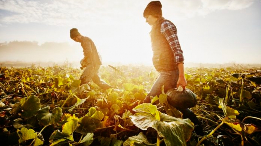 Ιρλανδικό ενδιαφέρον για τα ελληνικά βιολογικά προϊόντα