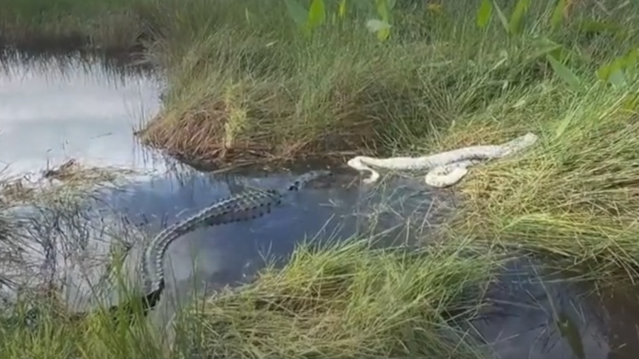 Φωτογράφος αποθανατίζει τα αποτελέσματα της μάχης ανάμεσα σε αλιγάτορα και πύθωνα (vid)