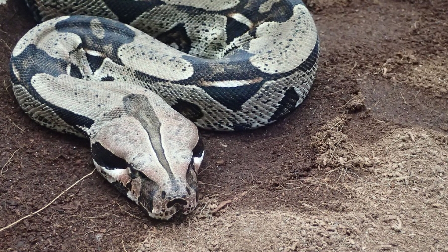 Goldman: Βόας θα στραγγαλίσει τις αγορές – BofA: Τίναγμα της ψόφιας γάτας, στις 3.000 μον. ο S&P 500 έως Απρίλιο 2023