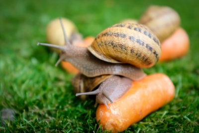 Αδιανόητη κλοπή στη Γαλλία - Όχι κοσμήματα, αλλά... σαλιγκάρια αξίας 100.000 ευρώ «έκαναν φτερά» από εκτροφείο
