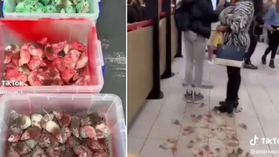 Τρόμος σε κατάστημα Mc Donald’s - Πέταξαν ποντίκια βαμμένα στα χρώματα της Παλαιστίνης