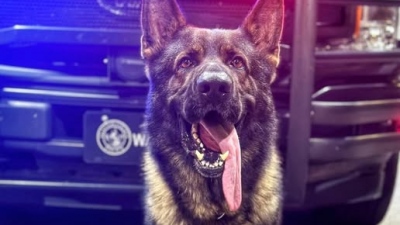 Ένας ήρωας με τέσσερα πόδια - Η θυσία του αστυνομικού σκύλου Waro - Σφαίρες τον βρήκαν ενώ προστάτευε συναδέλφους του