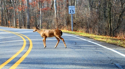 Πώς οι λύκοι μπορούν να κάνουν τους δρόμους ασφαλέστερους;