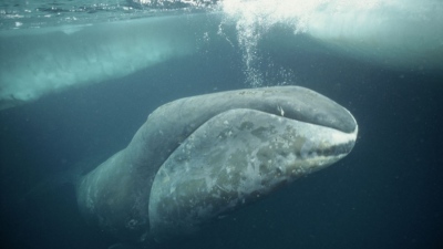 The secret of whale immortality: How they defeat aging and avoid genetic collapse