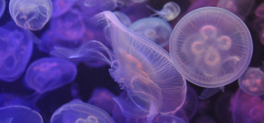 Συναγερμός από την επιδρομή της επικίνδυνης μωβ μέδουσας στην Ελλάδα - Το επώδυνο τσίμπημα και τι να προσέξετε