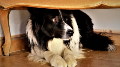 Σκυλιά και ακοή: πώς να τα προστατέψετε από τους θορύβους πριν να είναι αργά