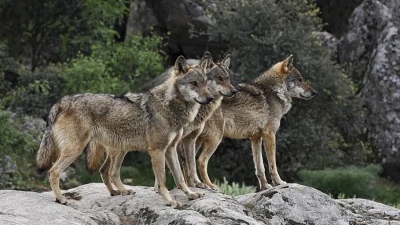 Λύκοι κατασπαράζουν κυνηγόσκυλα στη Φθιώτιδα, 10 περιστατικά σε 4 ημέρες