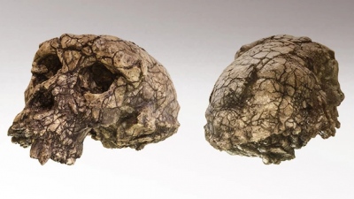 Μήπως είναι αυτός ο αρχαιότερος πρόγονος του ανθρώπου; Το πιθηκόμορφο ζώο ηλικίας 7 εκατ. ετών εξέπληξε τους επιστήμονες