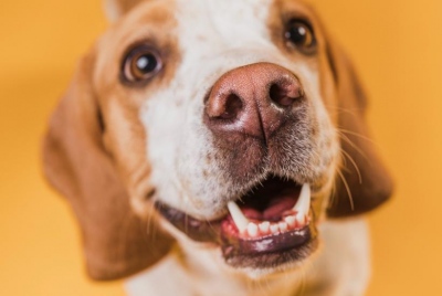 «Βιολογικό Wi-Fi» - Η απίστευτη ικανότητα των σκύλων: Μυρίζουν τον χρόνο και προβλέπουν την άφιξή σας