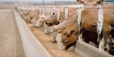 Κρούσμα της νόσου των τρελών αγελάδων στη Σκωτία
