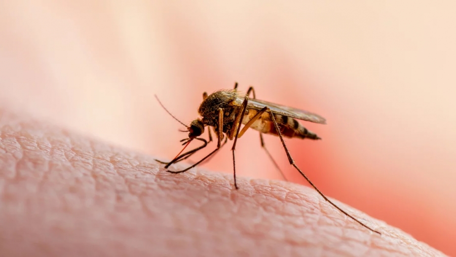 Ιός Δυτικού Νείλου: 87 κρούσματα και πέντε θάνατοι στην Ελλάδα