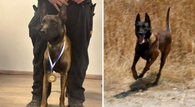 Σκότωσαν τον Echo, τον σκύλο-ήρωα που συμμετείχε σε έρευνες για Τέμπη και δολοφονίες - Τον βρήκαν δηλητηριασμένο