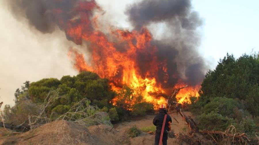 Μεγάλη φωτιά στο δάσος της Στροφυλιάς Ηλείας - Καίγεται σπάνιο οικοσύστημα - Επιχειρούν 20 οχήματα της πυροσβεστικής