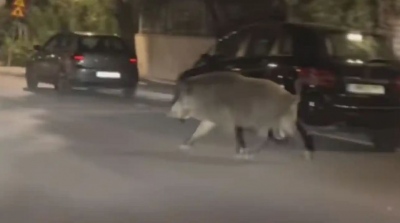 Αγριογούρουνο βγήκε χαλαρή βόλτα στους δρόμους του Χαϊδαρίου