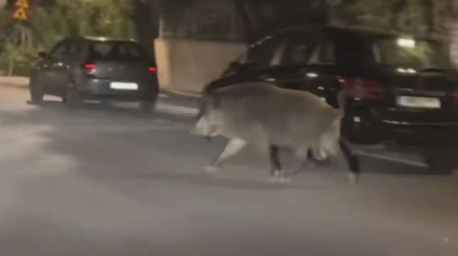 Αγριογούρουνο βγήκε χαλαρή βόλτα στους δρόμους του Χαϊδαρίου