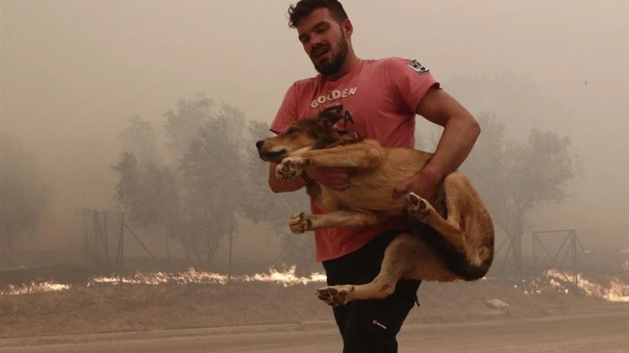 «Όχι άλλους ήρωες, ανθρώπους ζωντανούς θέλουμε»: «Κραυγή» από τη σύζυγο ανθρώπου που διέσωζε ζώα από τις φλόγες